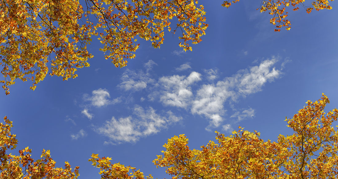 Leaves 013   11k x 21k